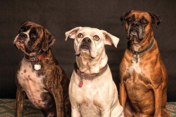 Dog Detox Drops - Image 2
