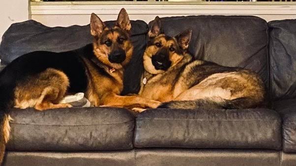 healthy dogs supplement