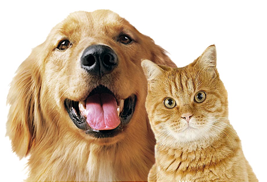 Pet Detoxing Treatments